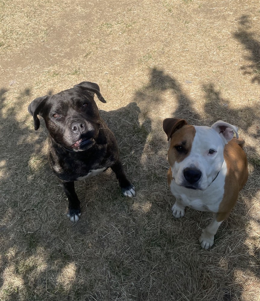 Bella et Kawaï en balade