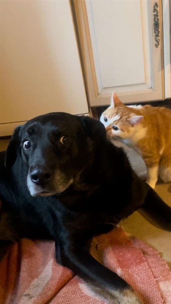 Louky et Floki, chien et chaton complices