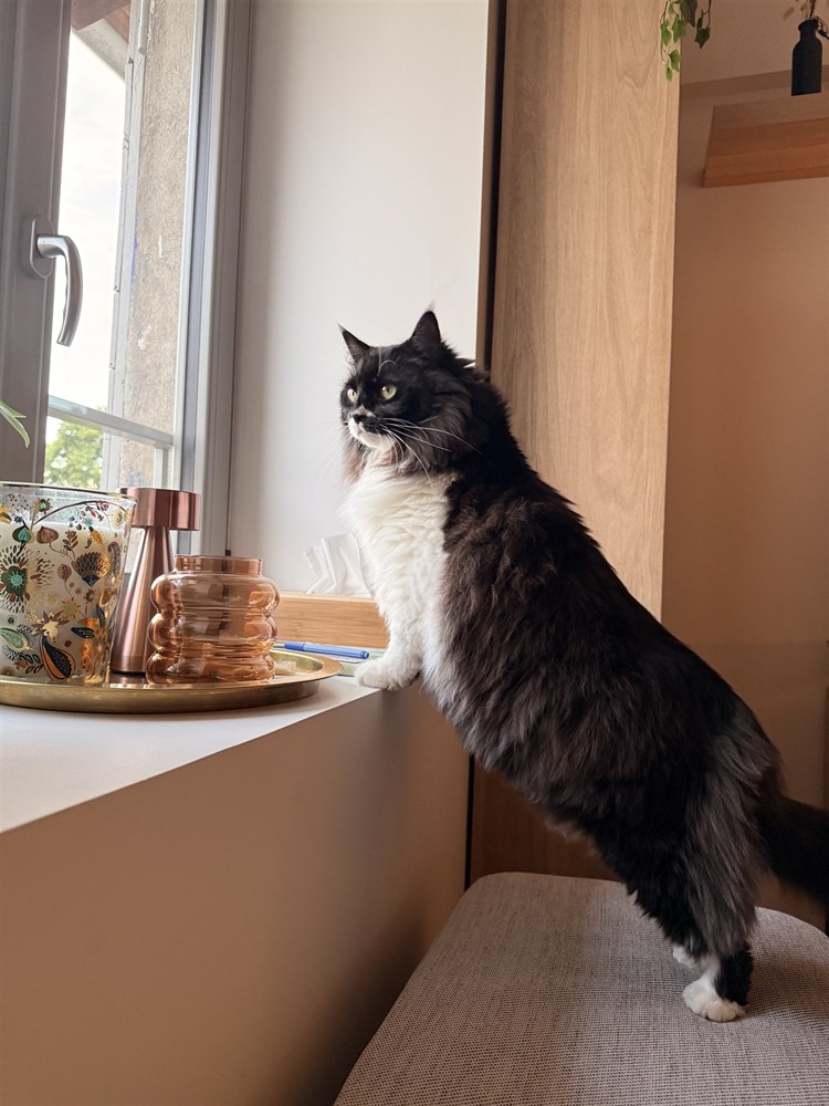 Oslo, le chat